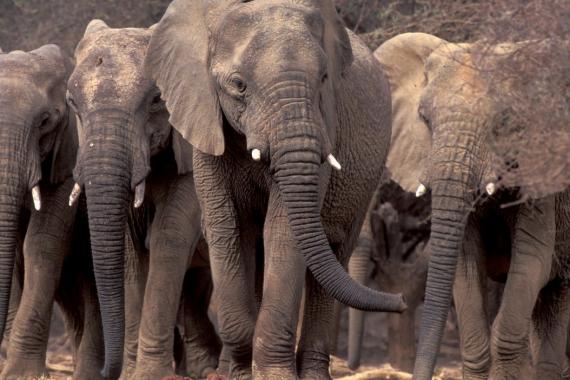 Elephants in habitat